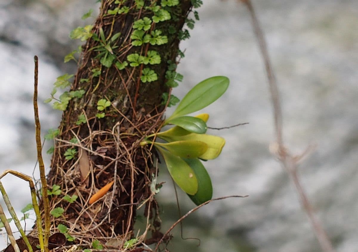 Bulbophyllum 7