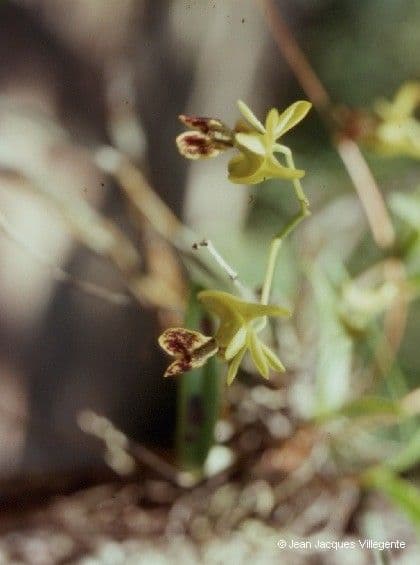 Dendrobium