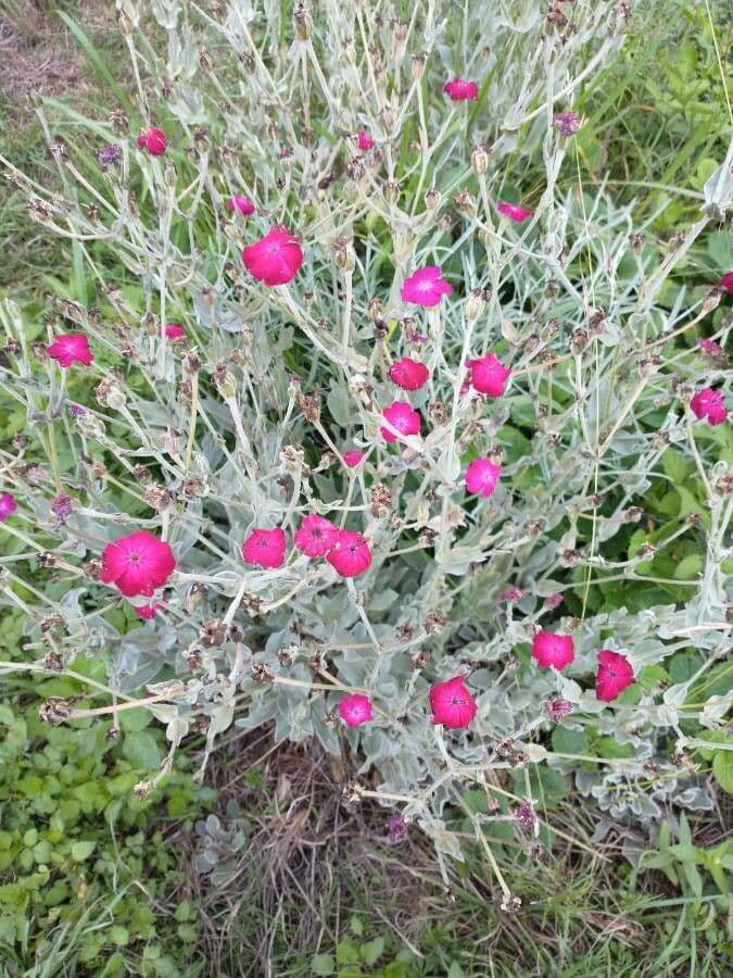 Silene coronaria 14