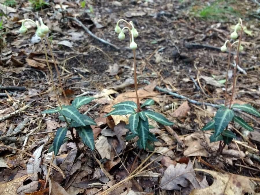 Chimaphila macchiata 3