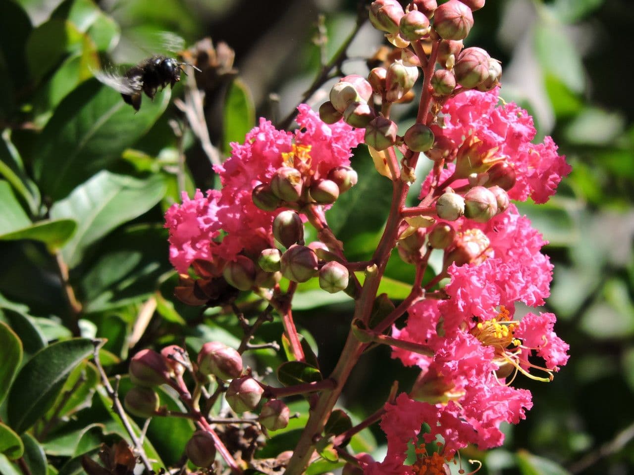 Lagerstroemia 9