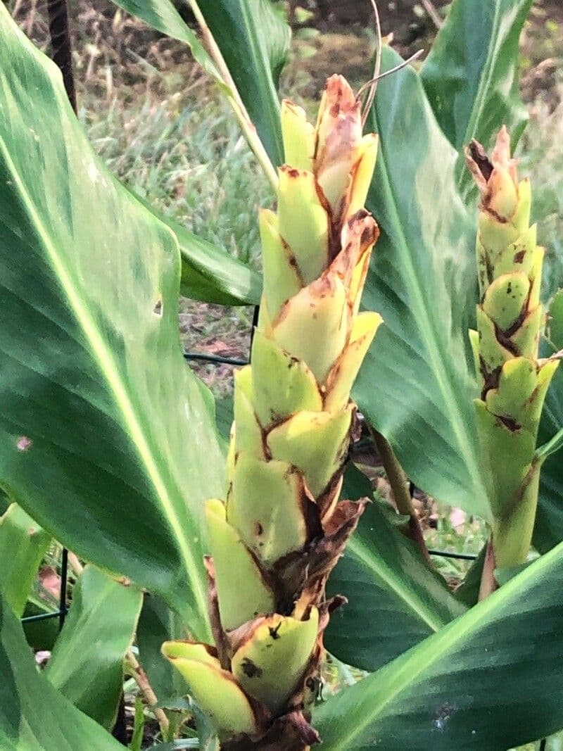 Hedychium