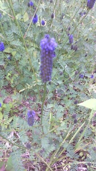 Leadplant 19