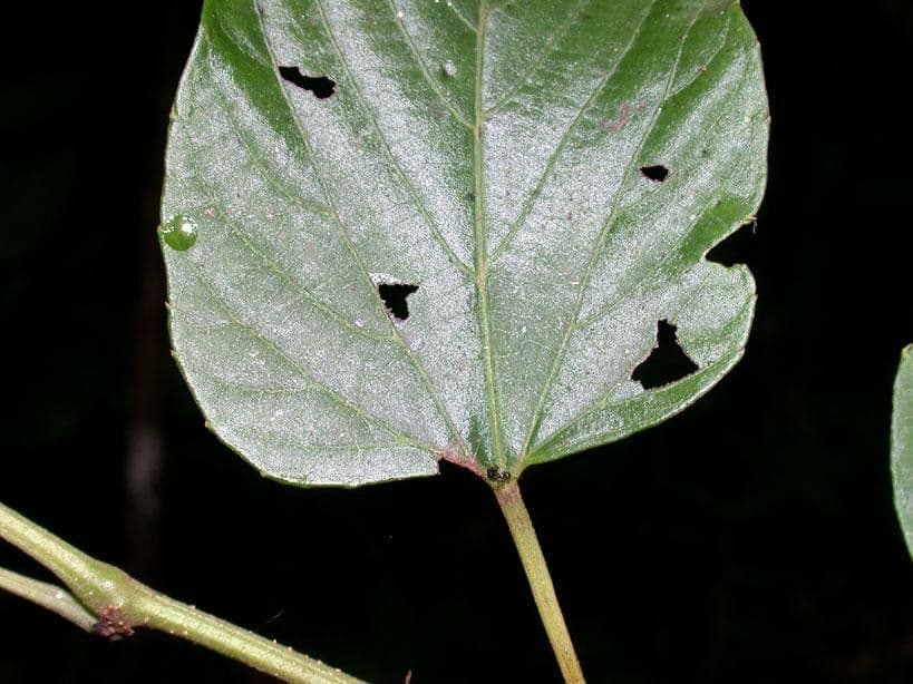Cissus dwulistny 14