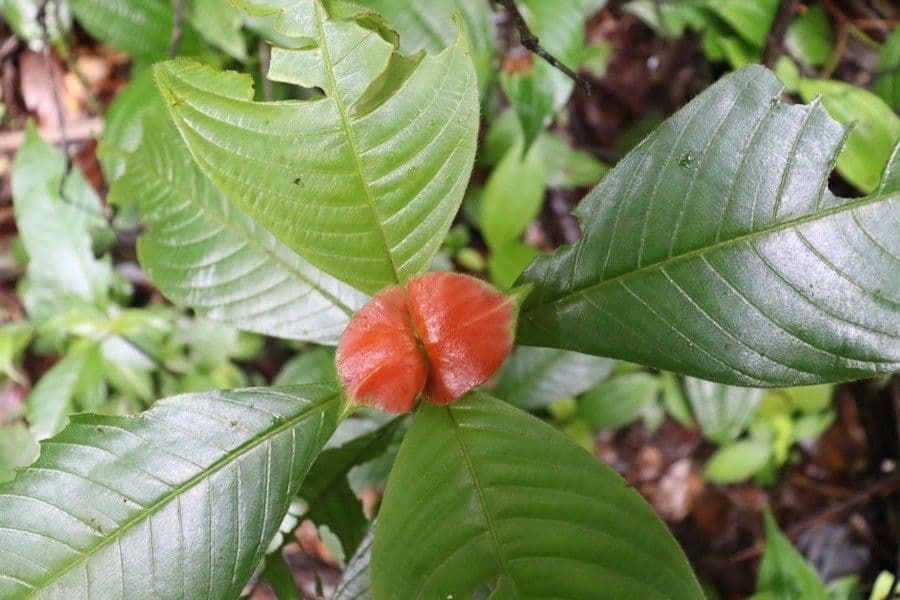 Palicourea tomentosa 10