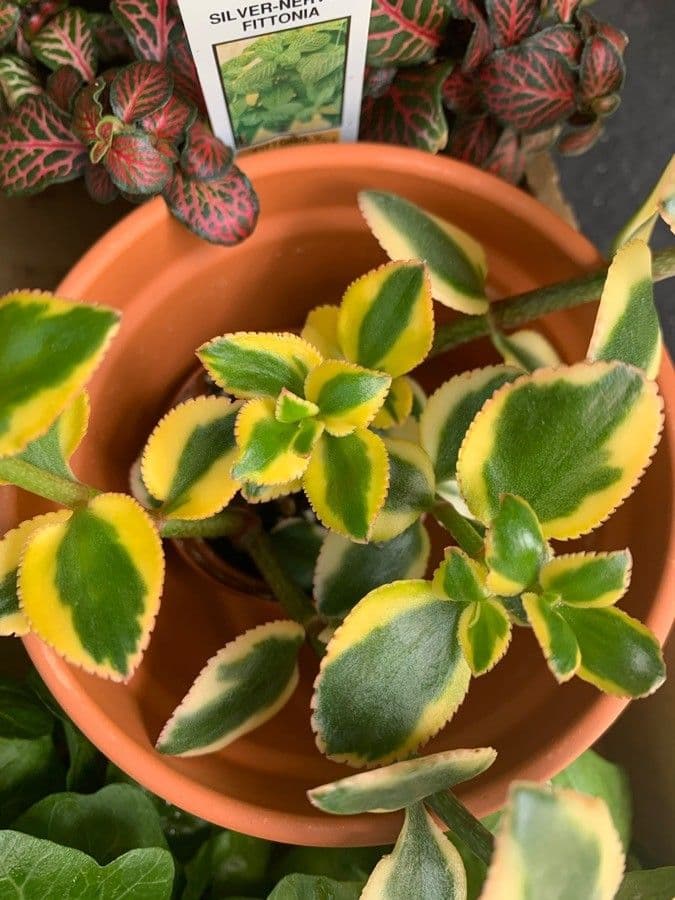 Crassula 11