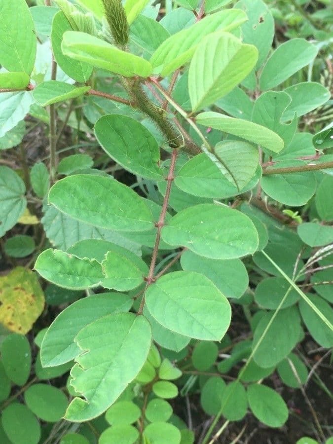 Indigofera 20