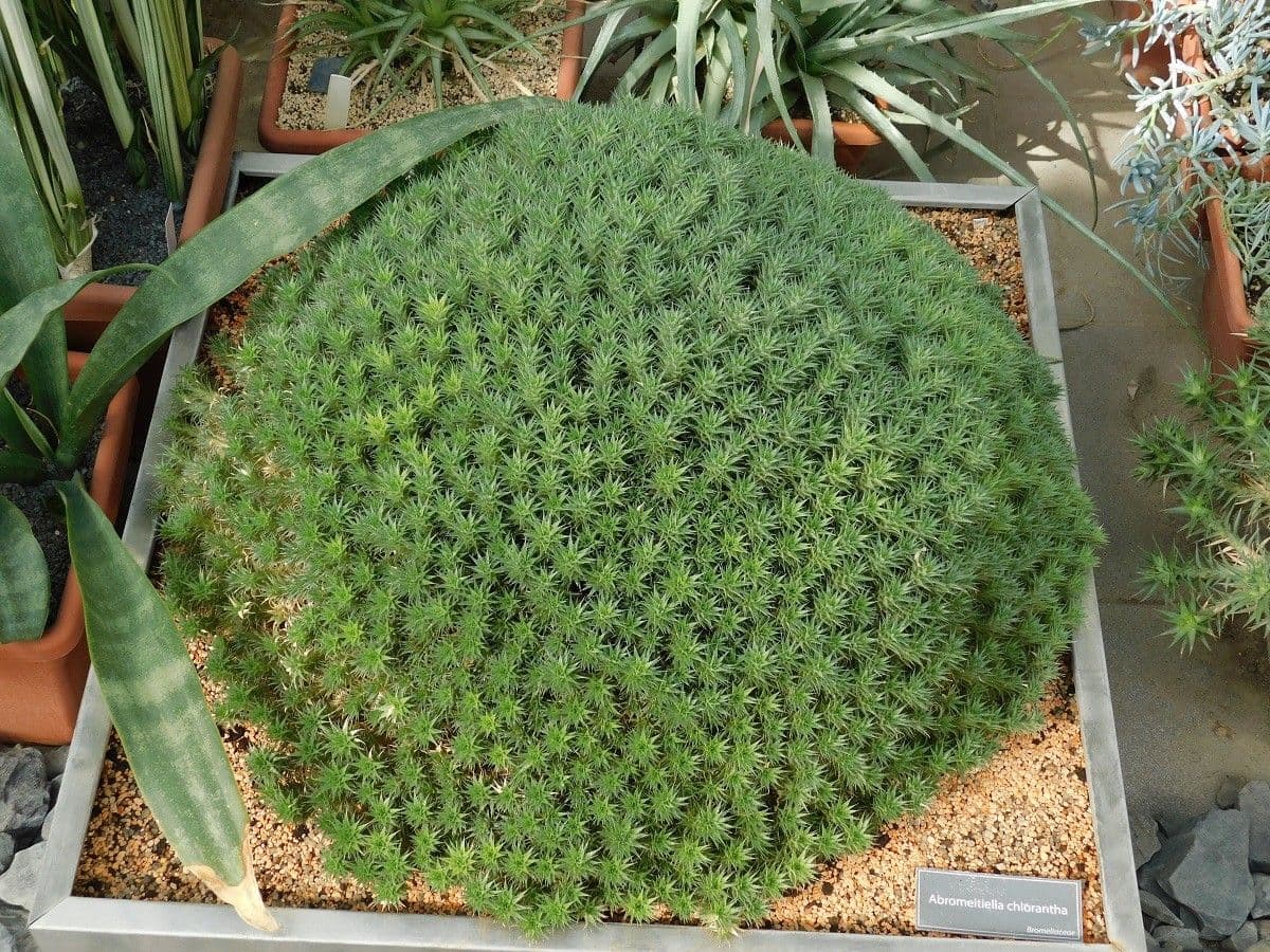 Deuterocohnia 9