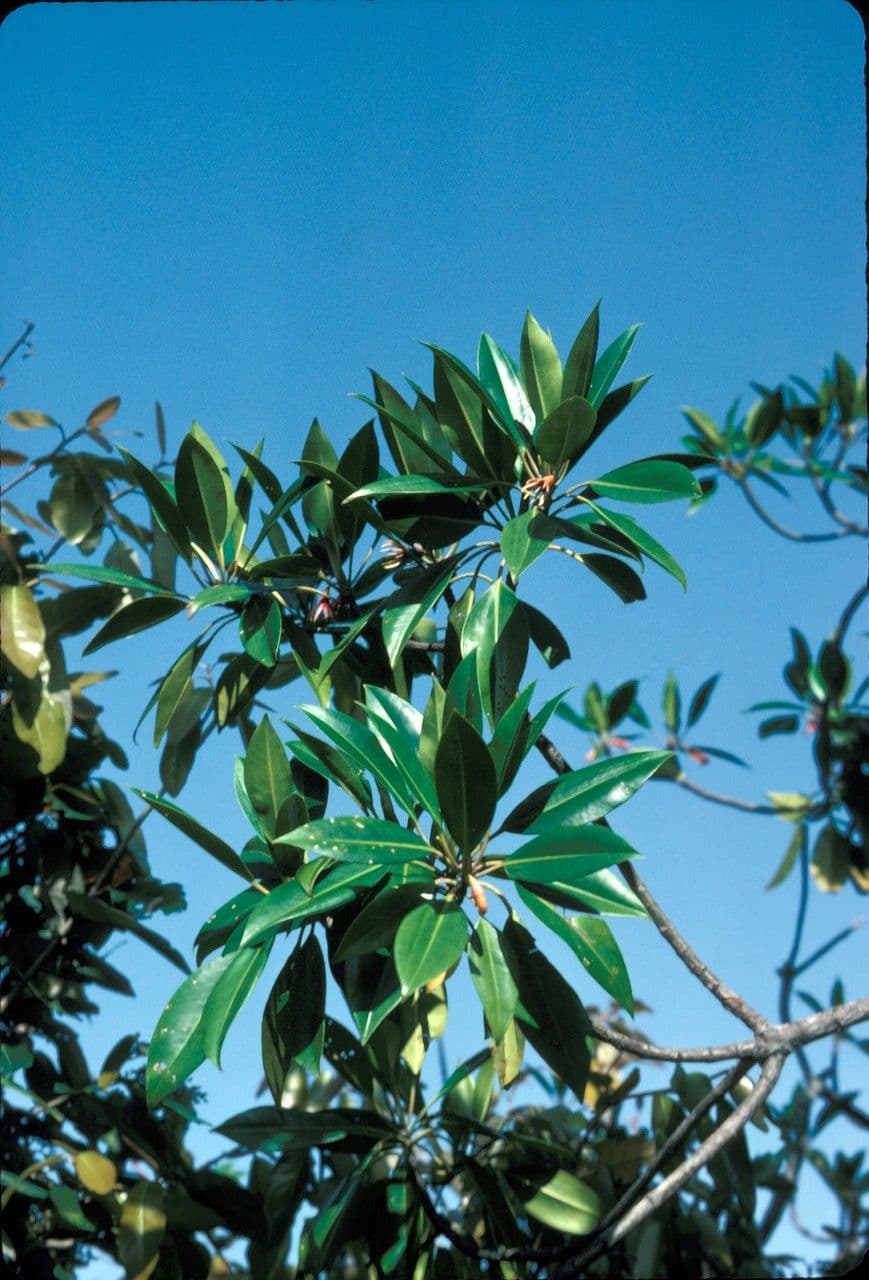 Mangrovia birmana 9