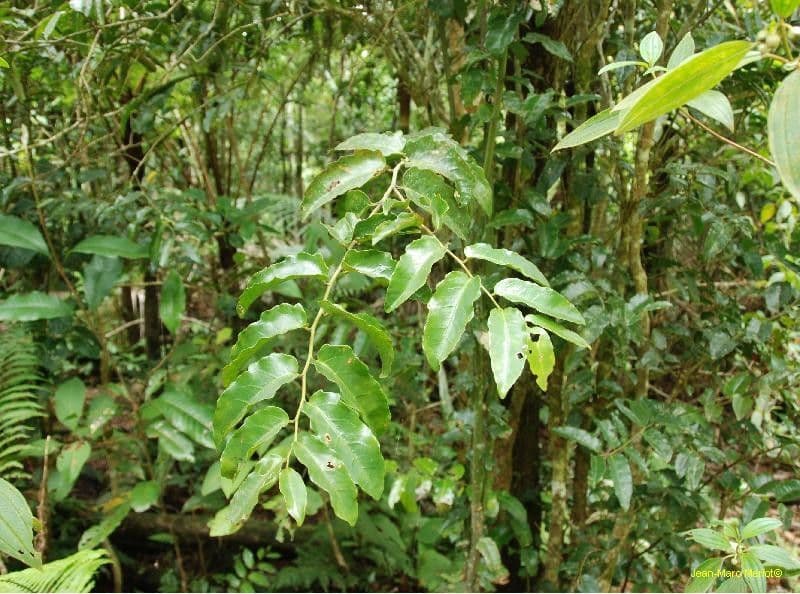 Amborella 12