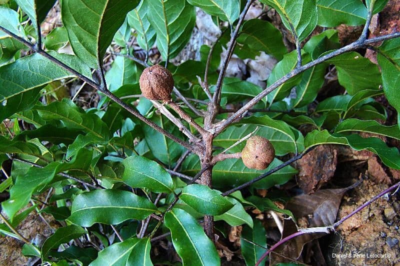 Cupaniopsis 6