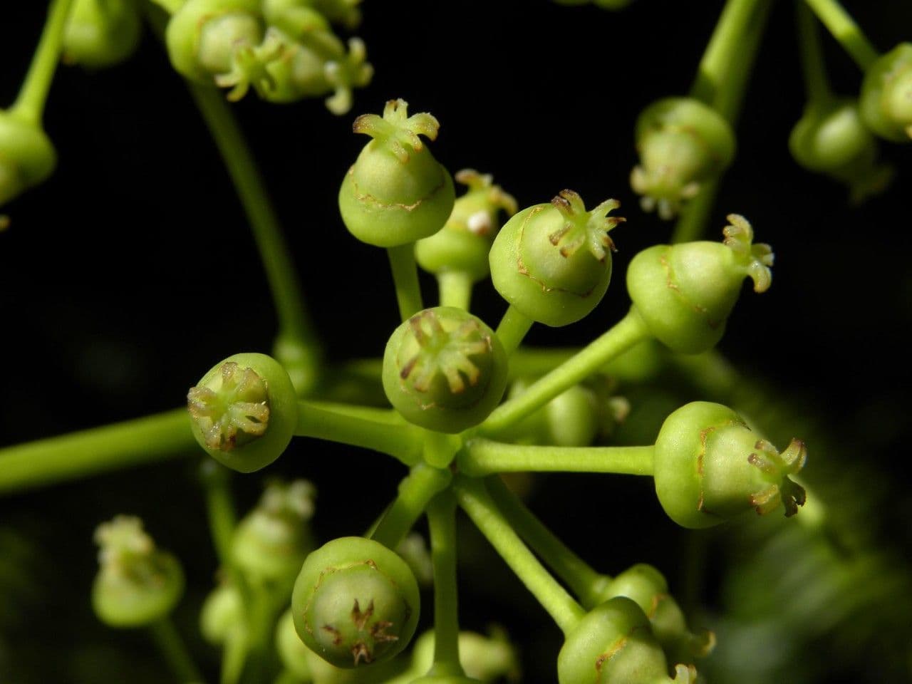 Polyscias 7