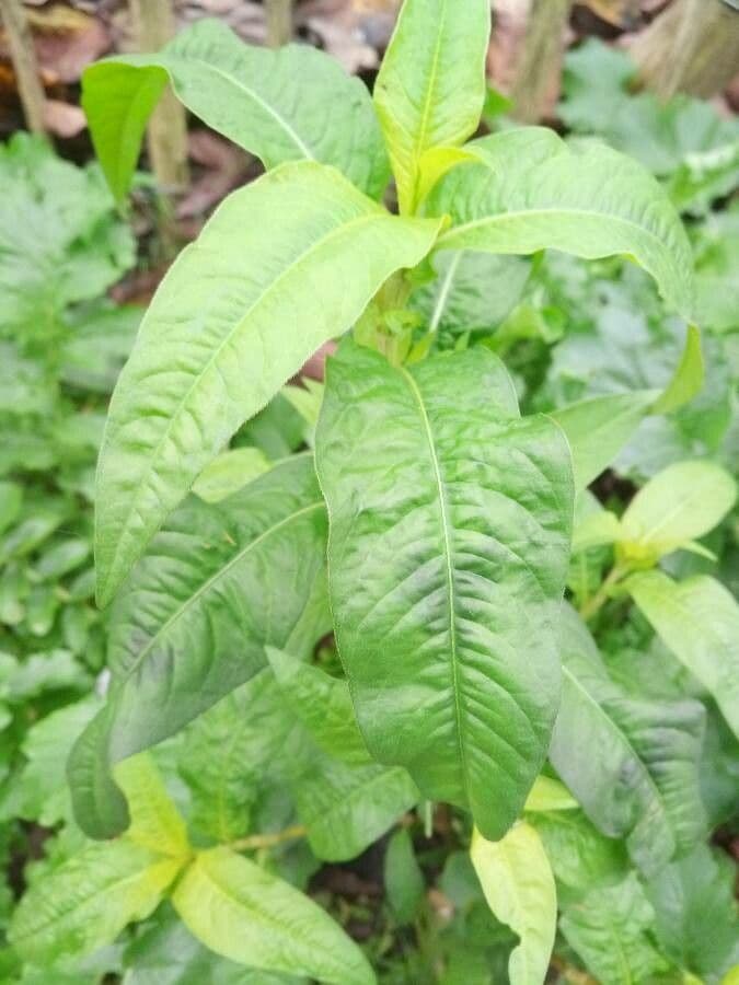 Persicaria de hoja de acedera 16