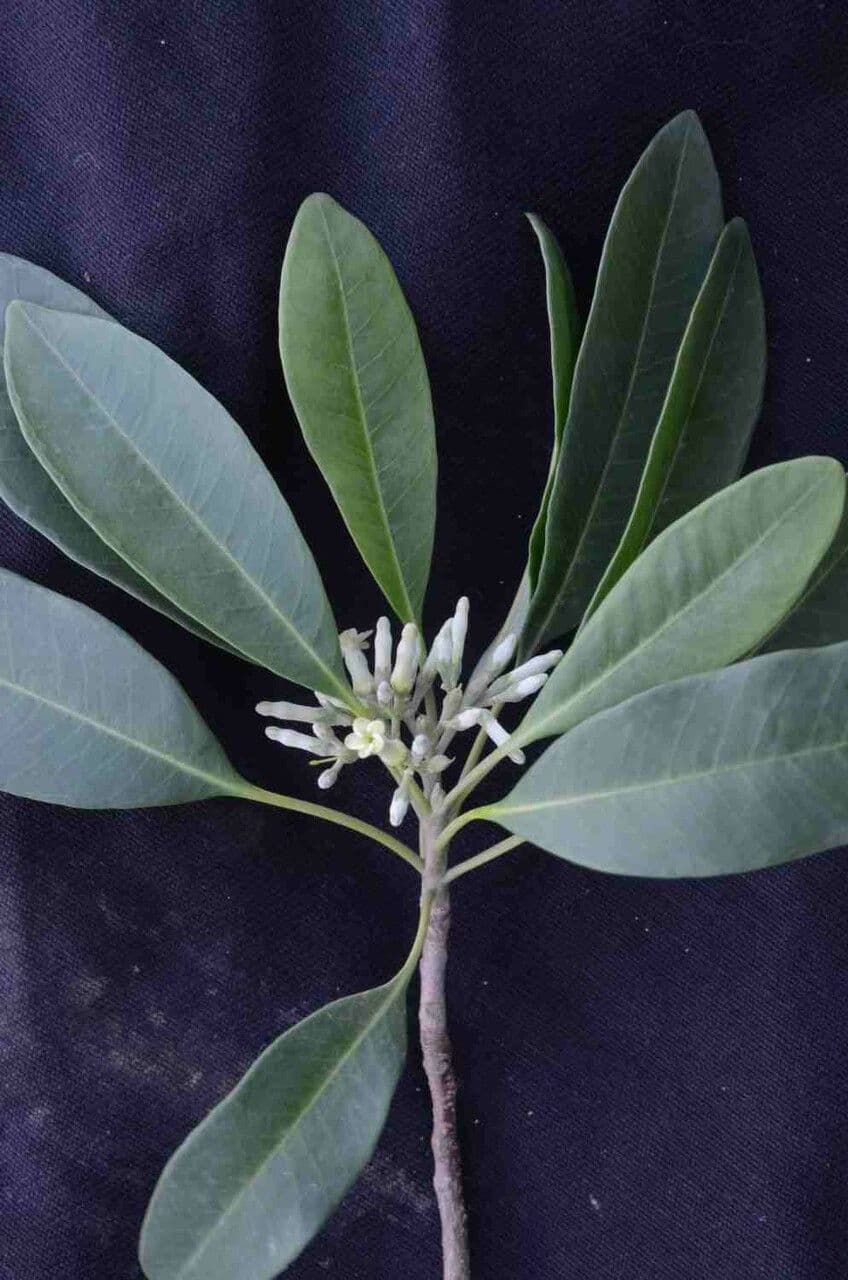 Aspidosperma australe 4