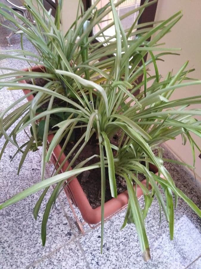 Chlorophytum 11