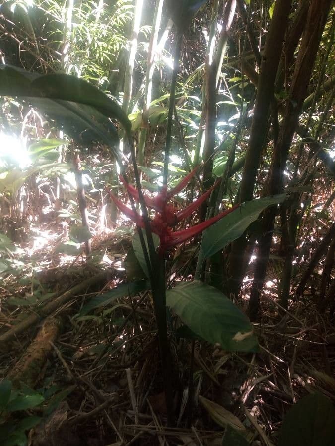 Heliconia eretta 14