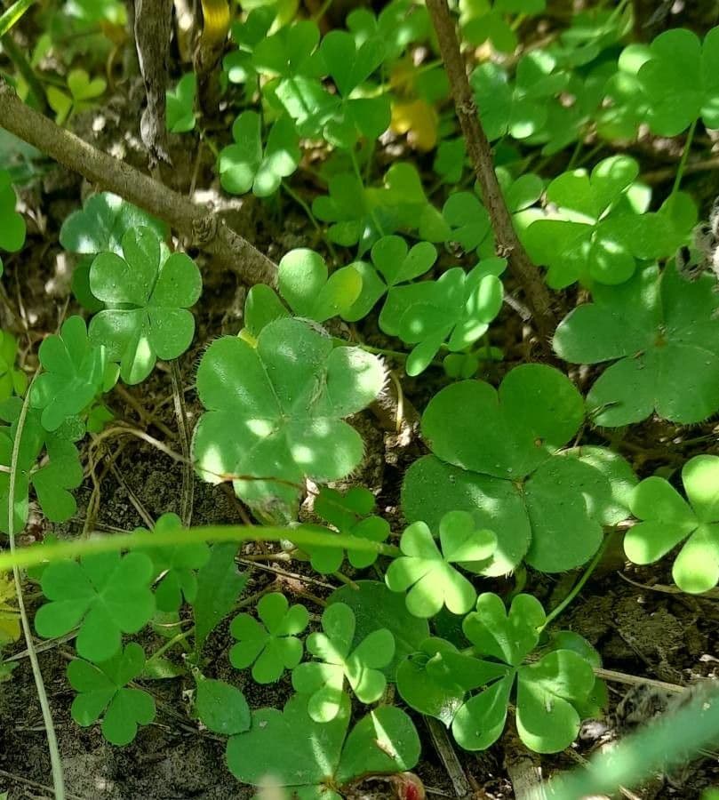 Acetosa 8