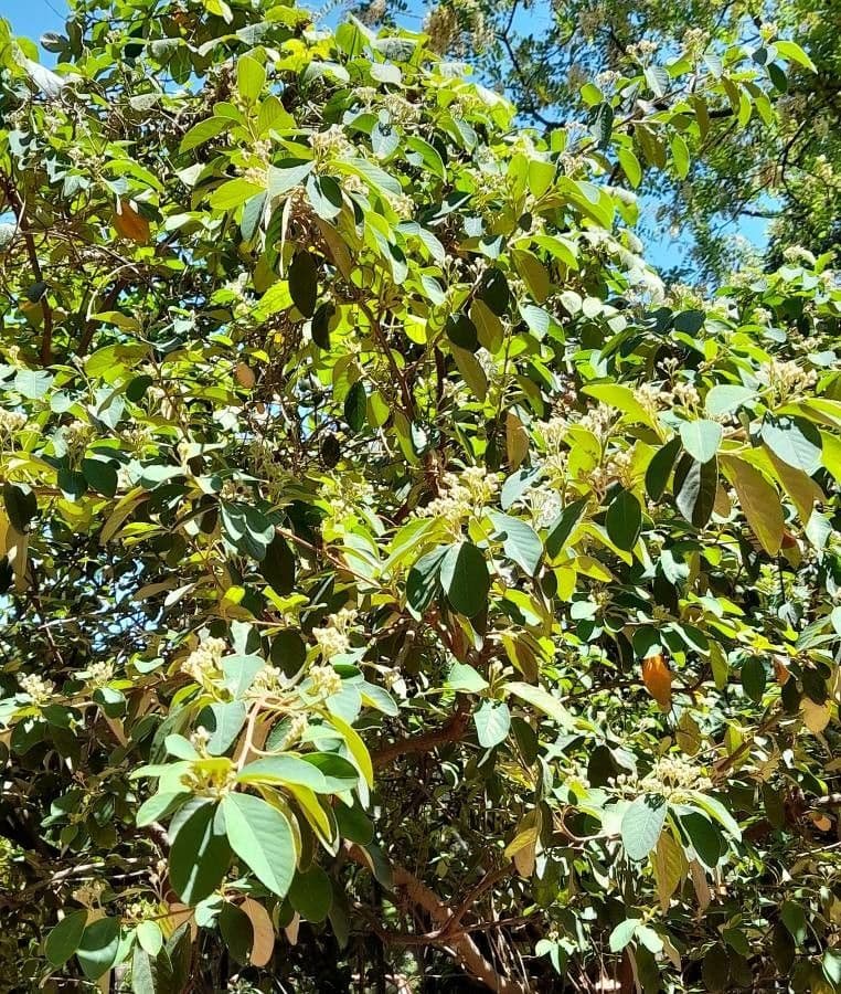 Cotoneaster glauque 4