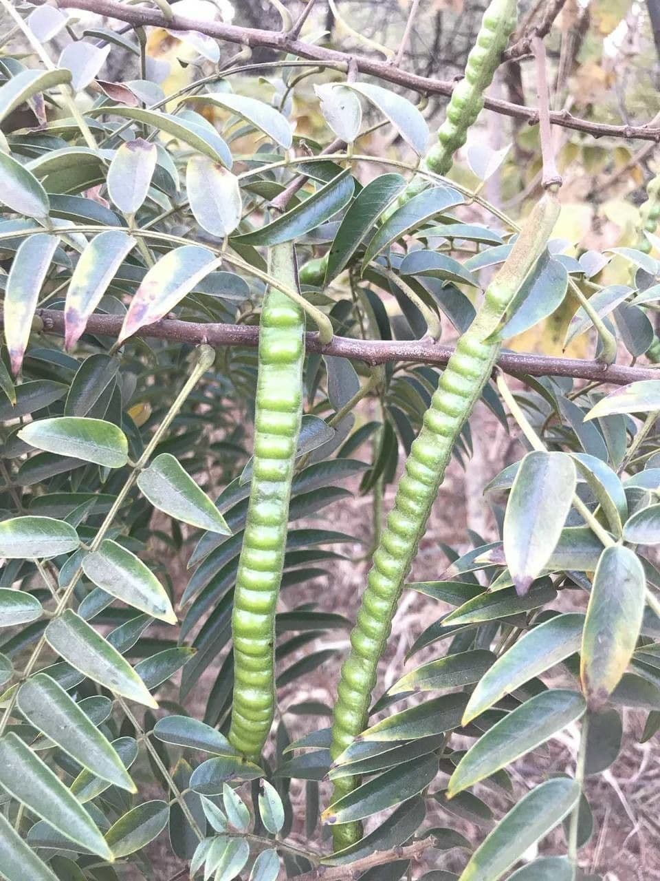Senna petera
