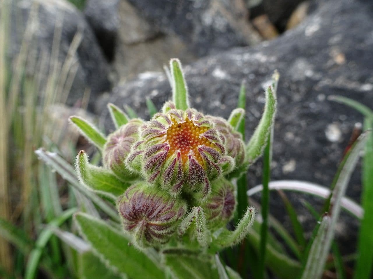 Senecione 2