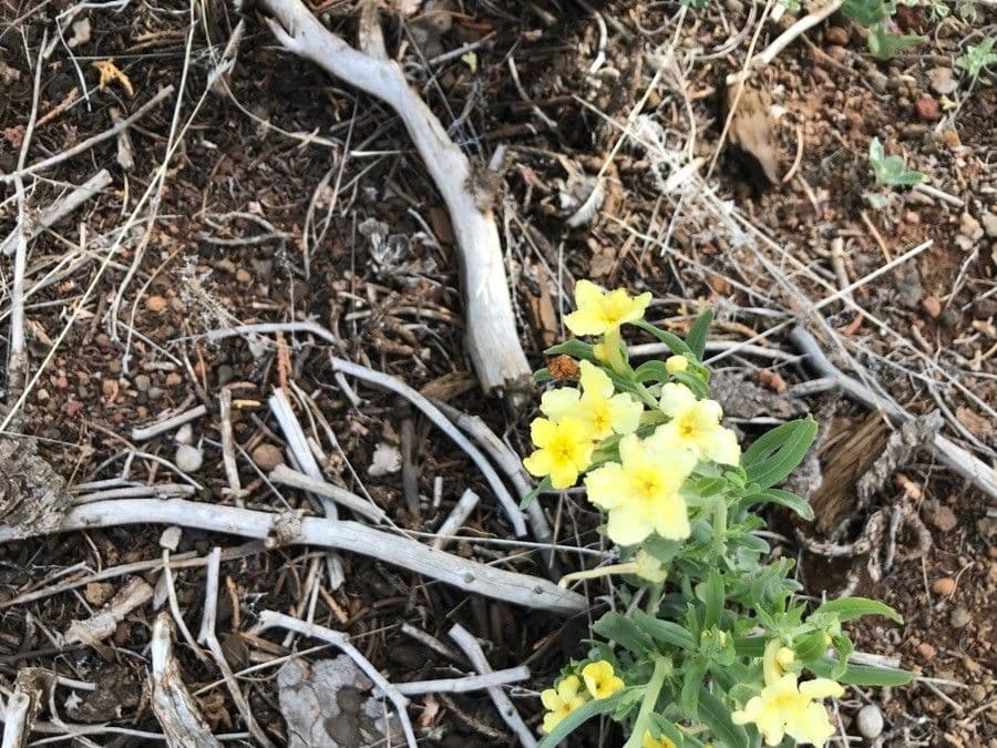 Lithospermum incisum 4