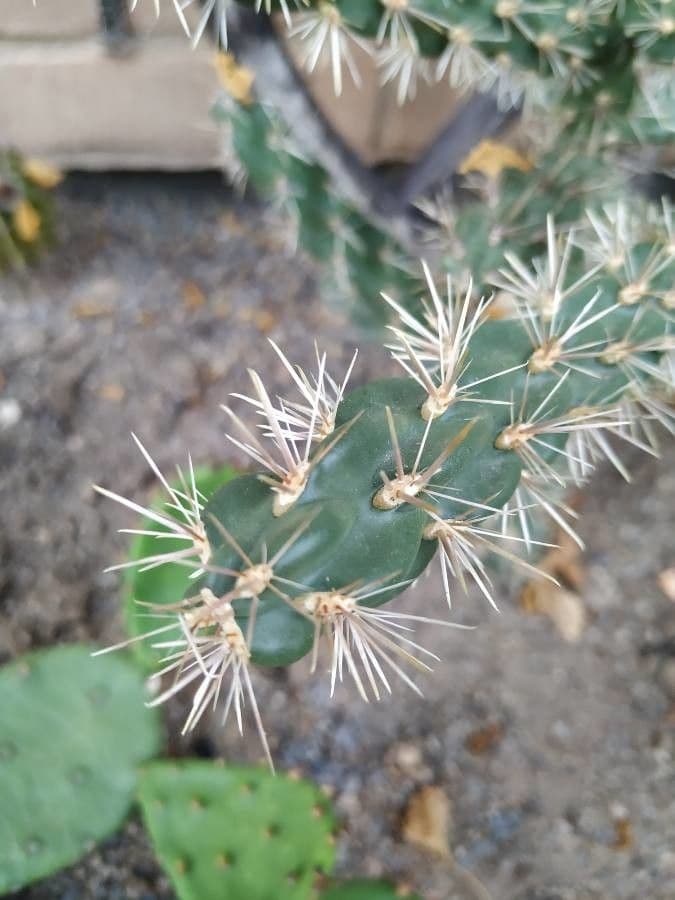 Cholla rogata 5