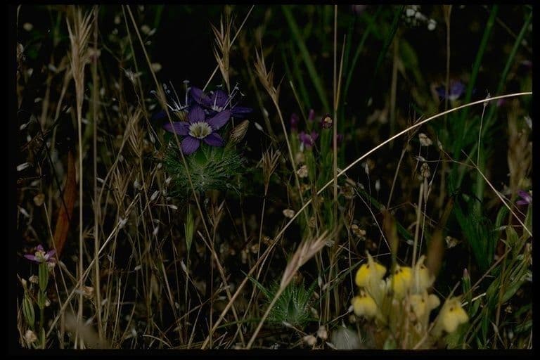 Navarretia 4