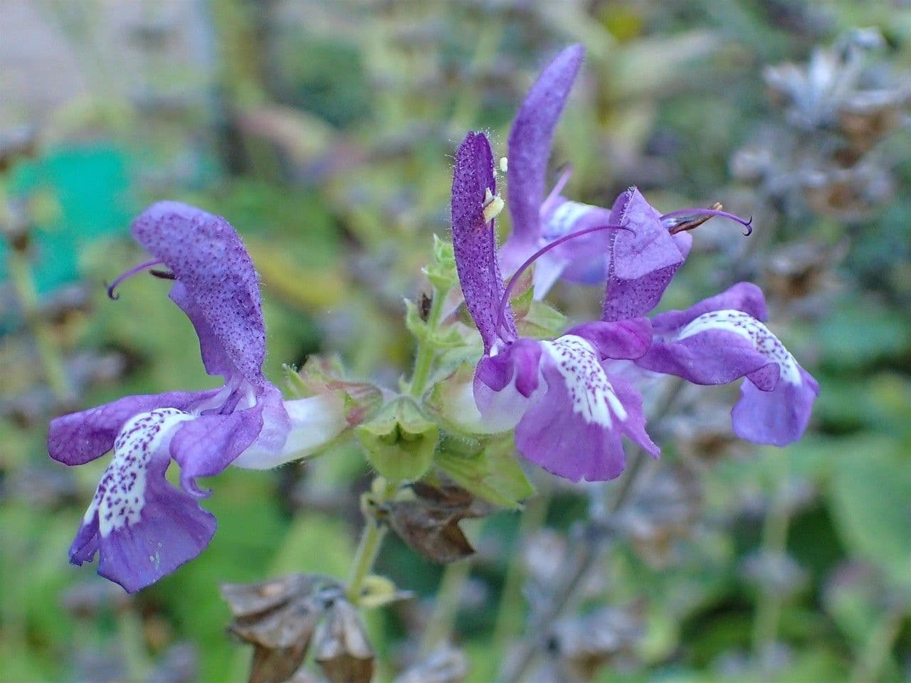 Salvia 2