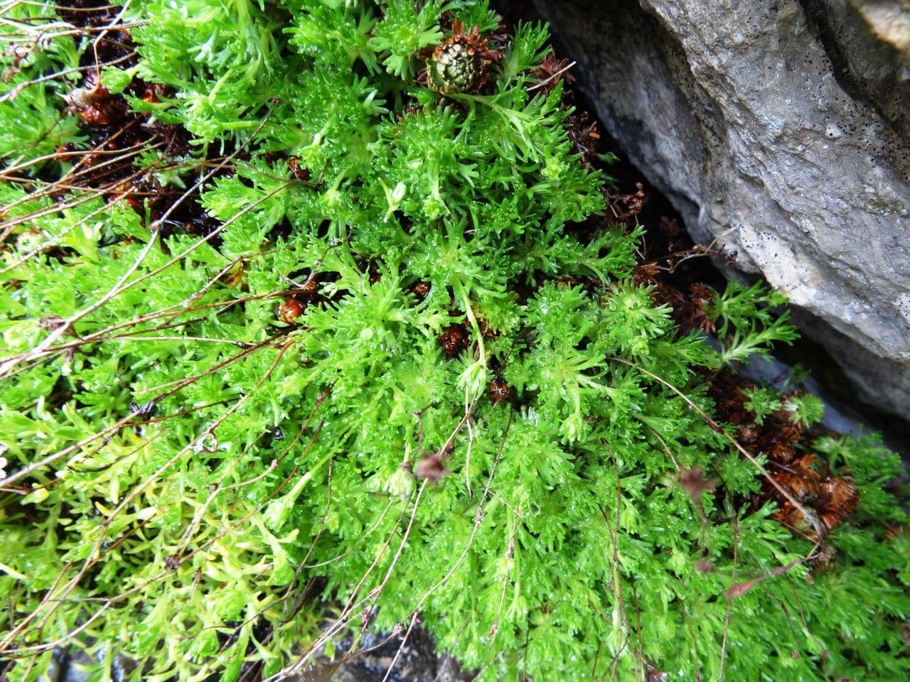 Verschlungene Steinbrech 6