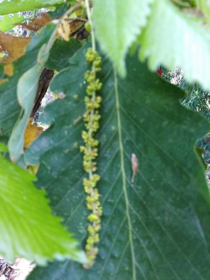 Kanarische Eiche 4