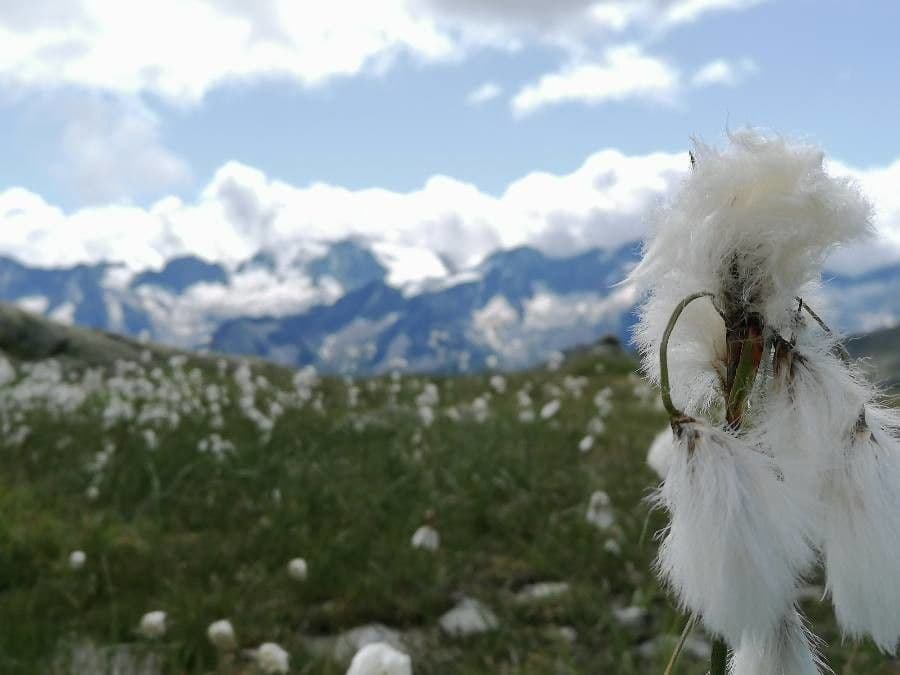 Breitblättriges Wollgras 8