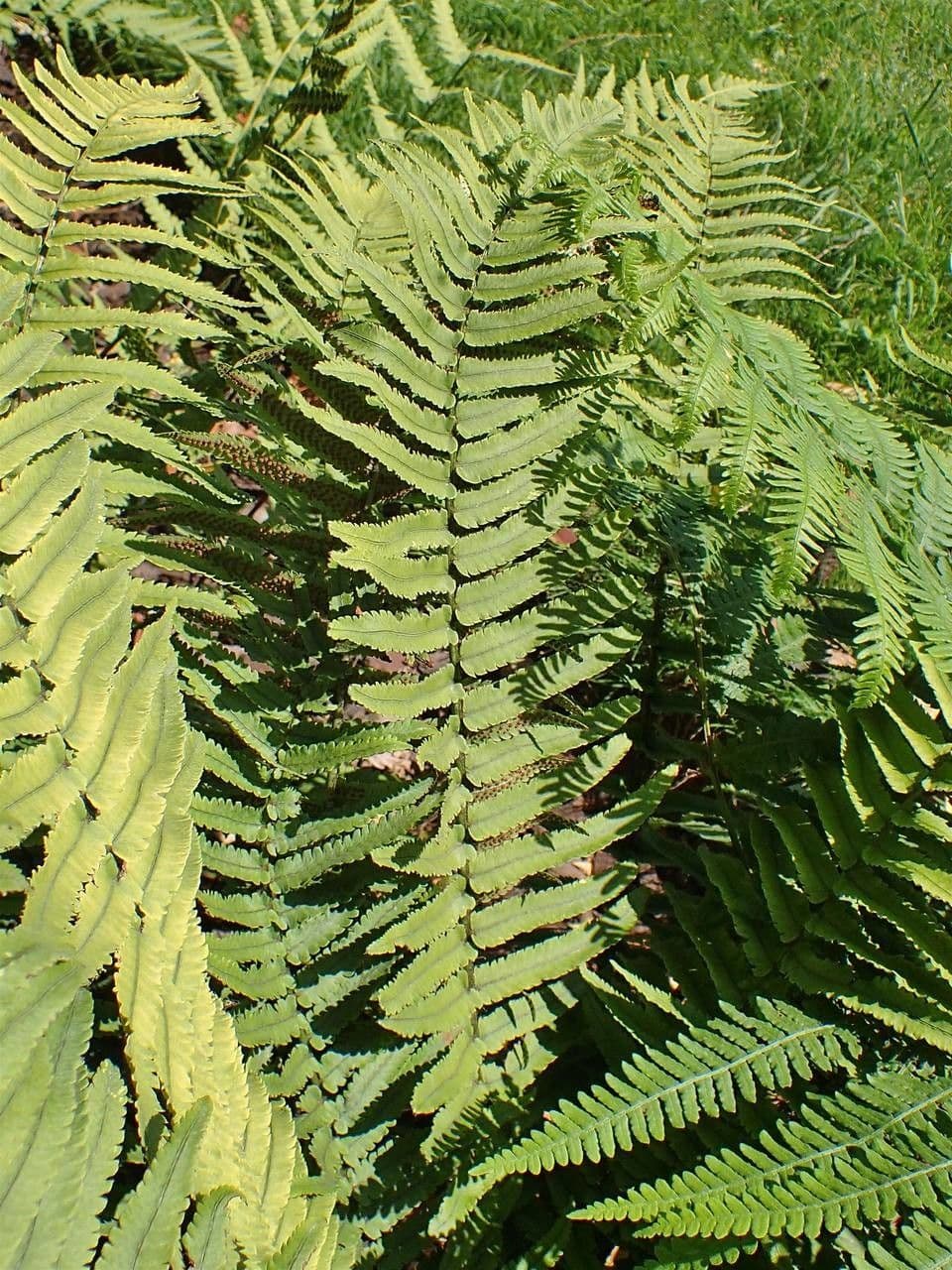 Dryopteris 6