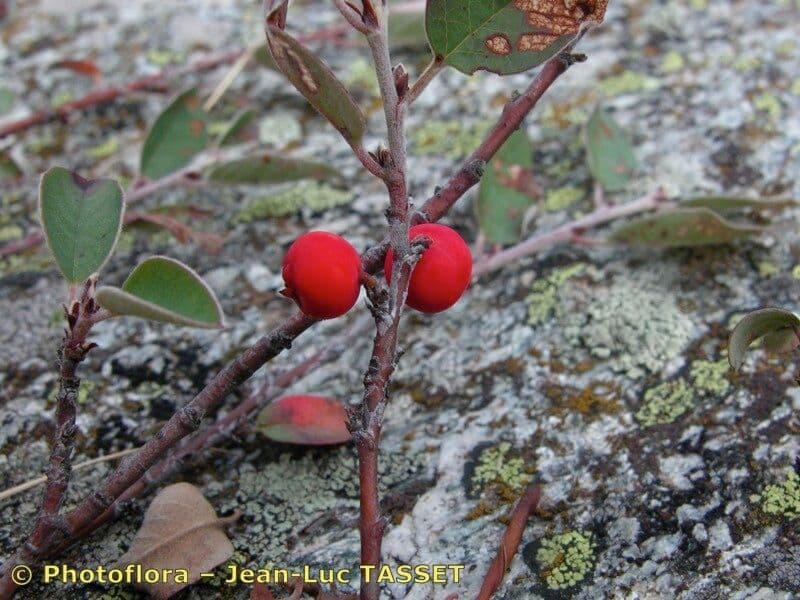 Cotoneaster