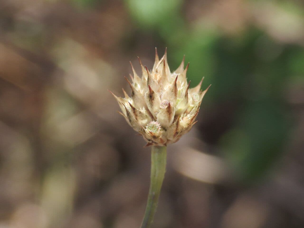 Cephalaria transilvana 3