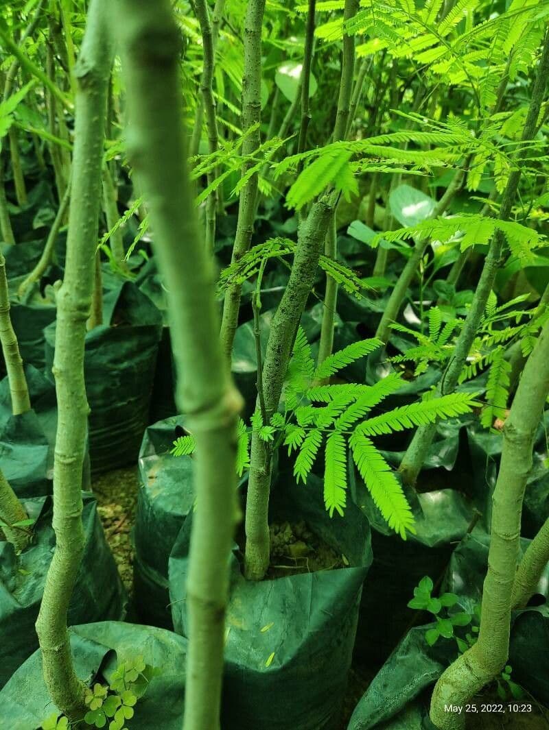Bogen-Desmanthus 23