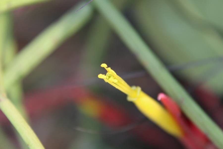 Tillandsia 2