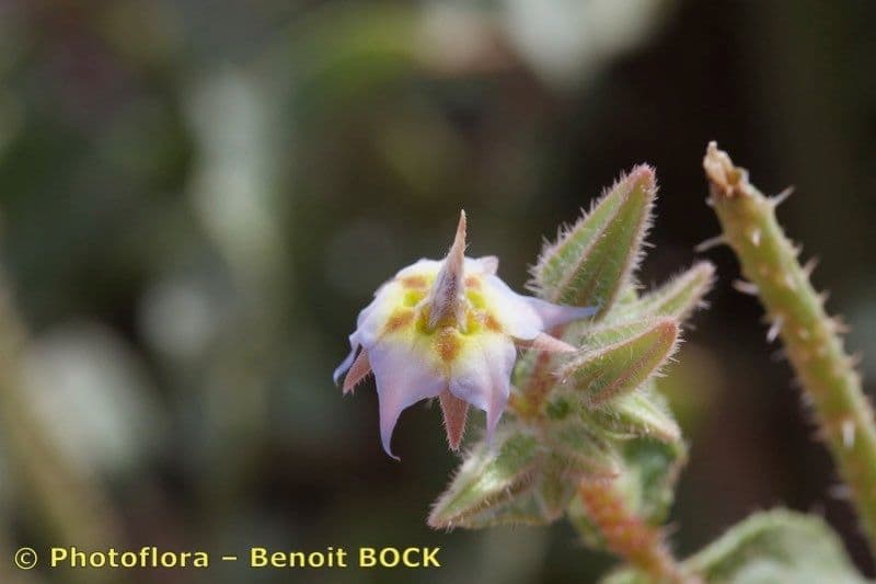 Trichodesma