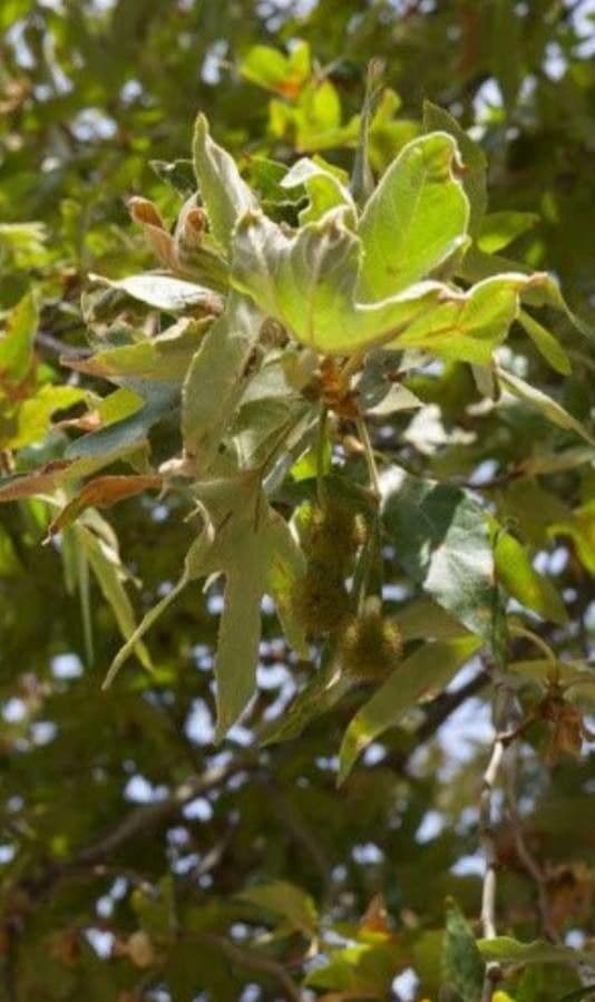 Platano della California 16
