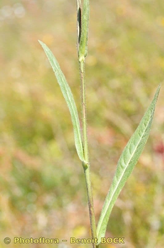 Radicchiella dolcigna 26