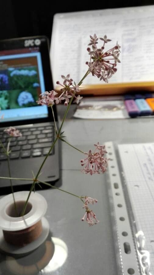 Asperula hirsuta 12