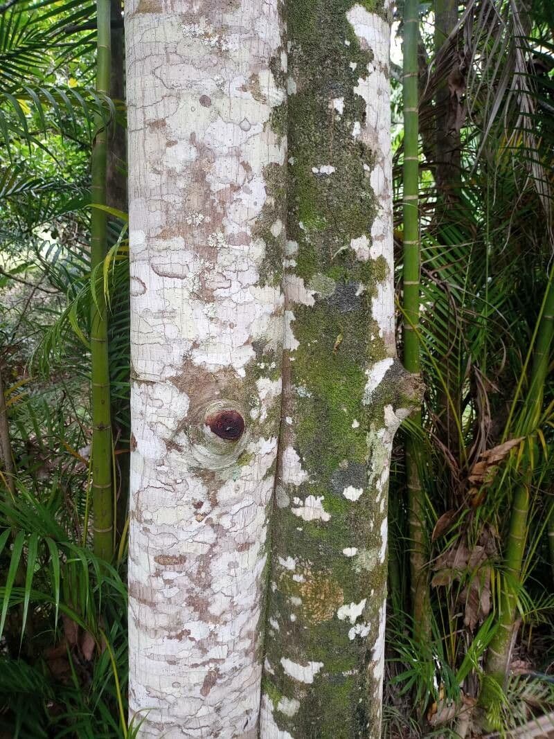 Albero del pane 21