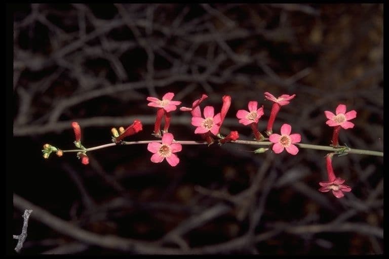 Penstemon utański 4