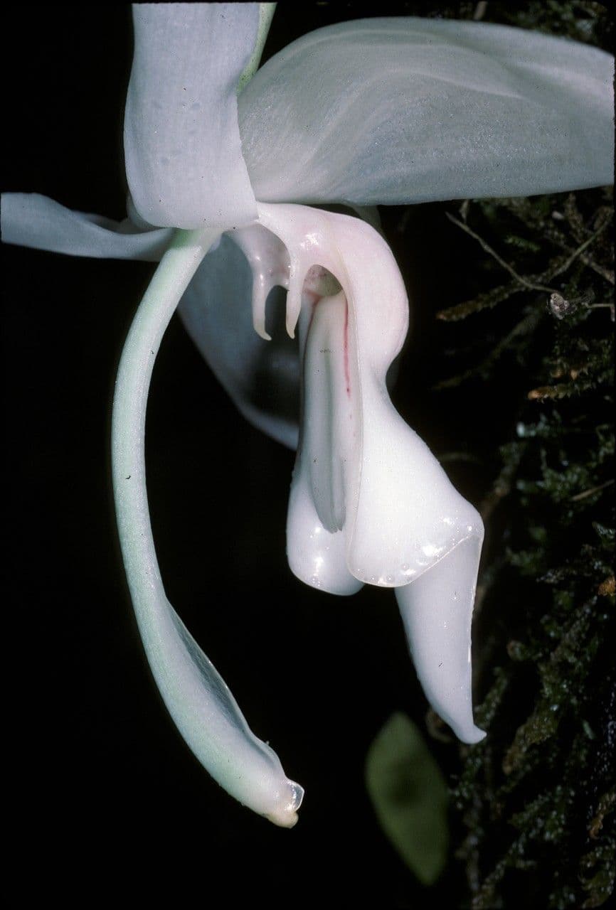 Stanhopea 3