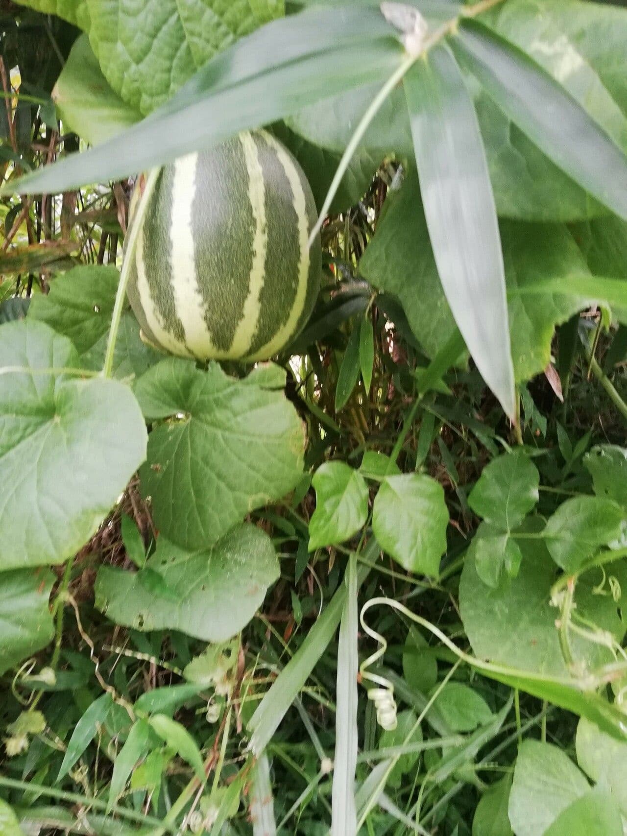 Figleaf gourd 12