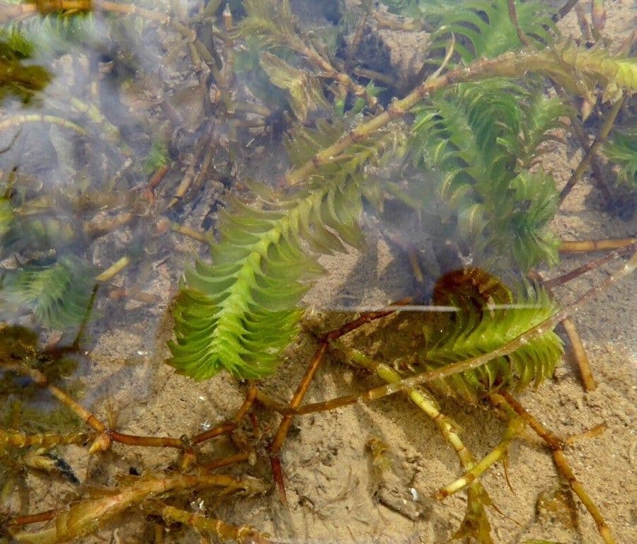 Groenlandia densa 17