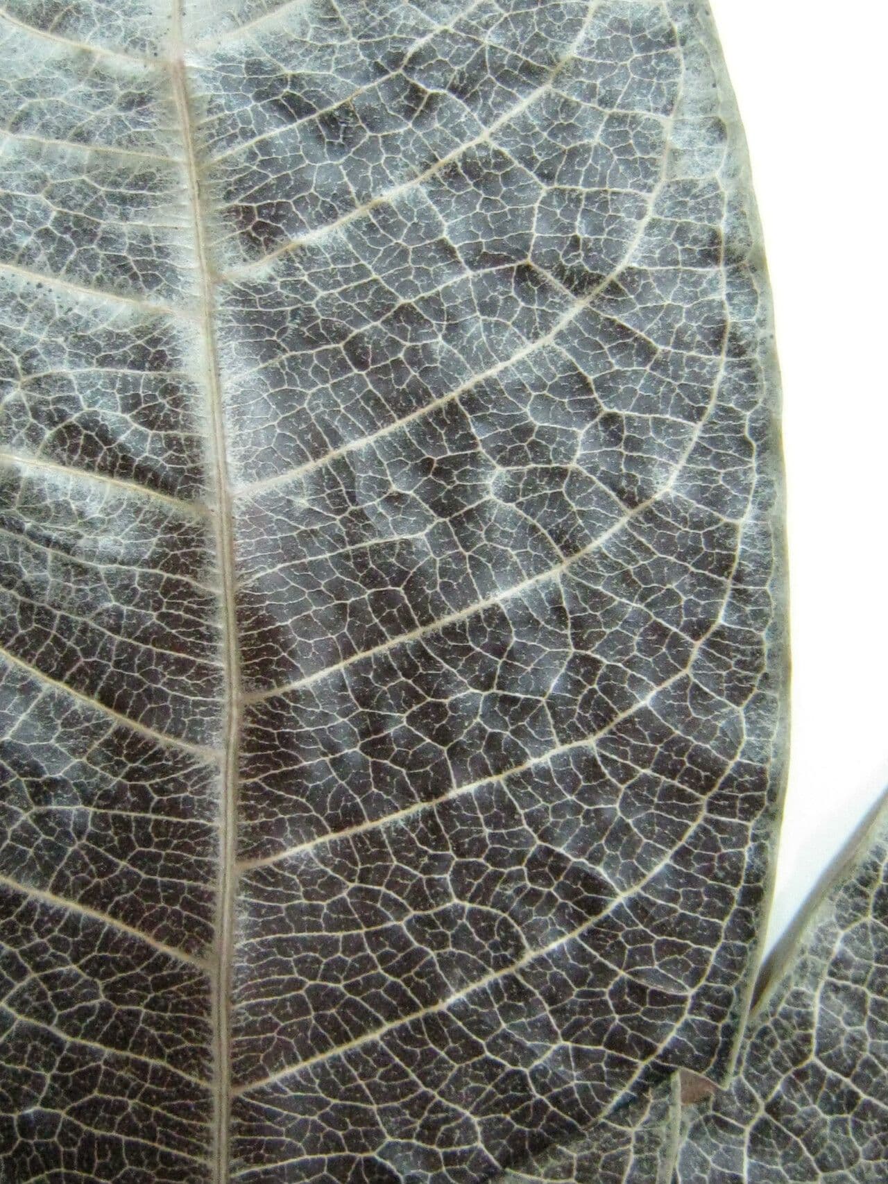 Matayba guianensis 2