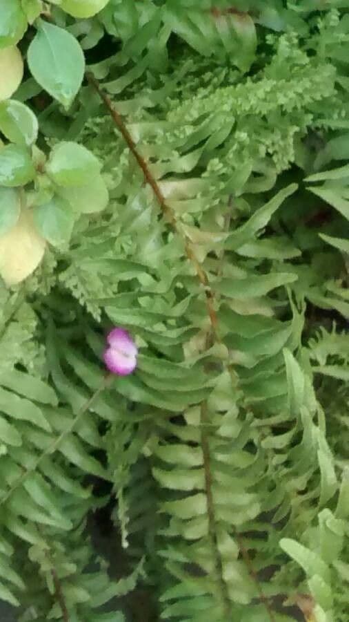 Nephrolepis exaltata 10
