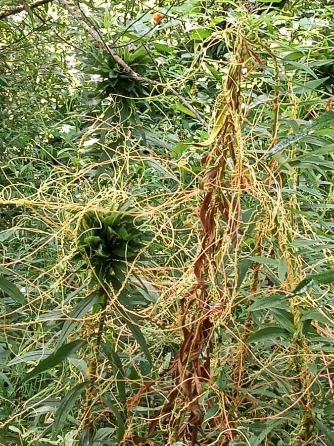 Cuscuta 13