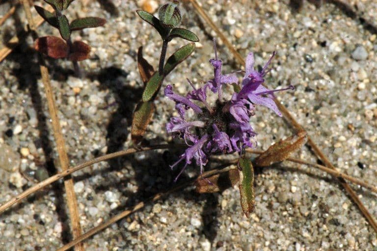 Monardella ondulata