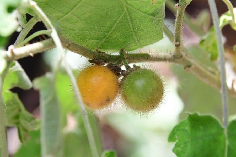 Solano 4